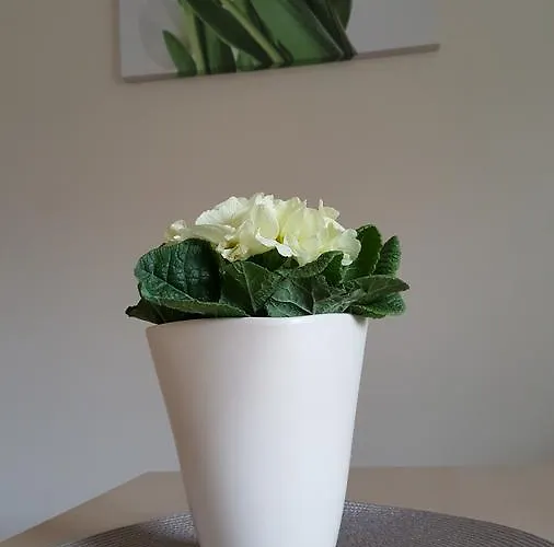 Sole شقة بروشت غداينسكي